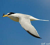 Little Tern