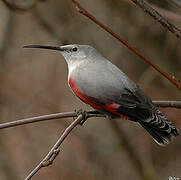 Wallcreeper