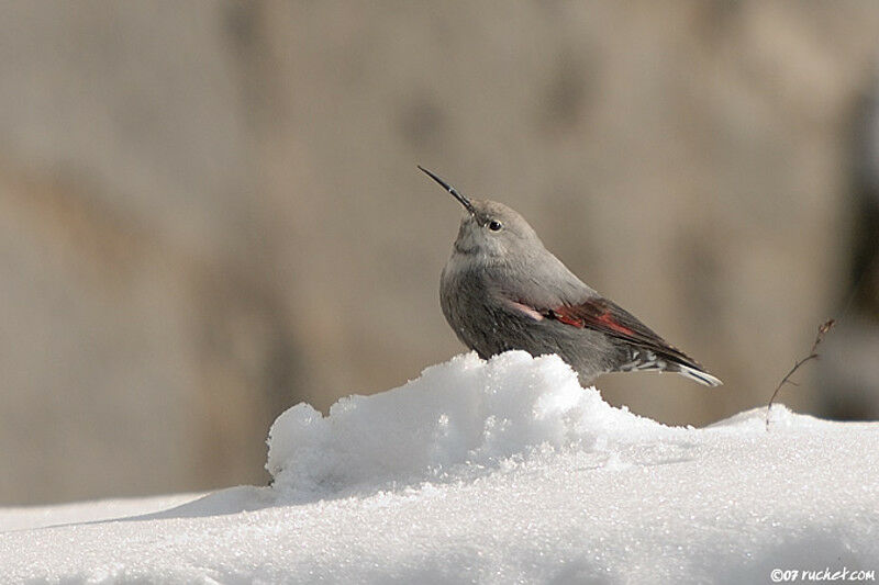 Wallcreeper