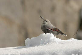 Wallcreeper