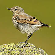 Northern Wheatear