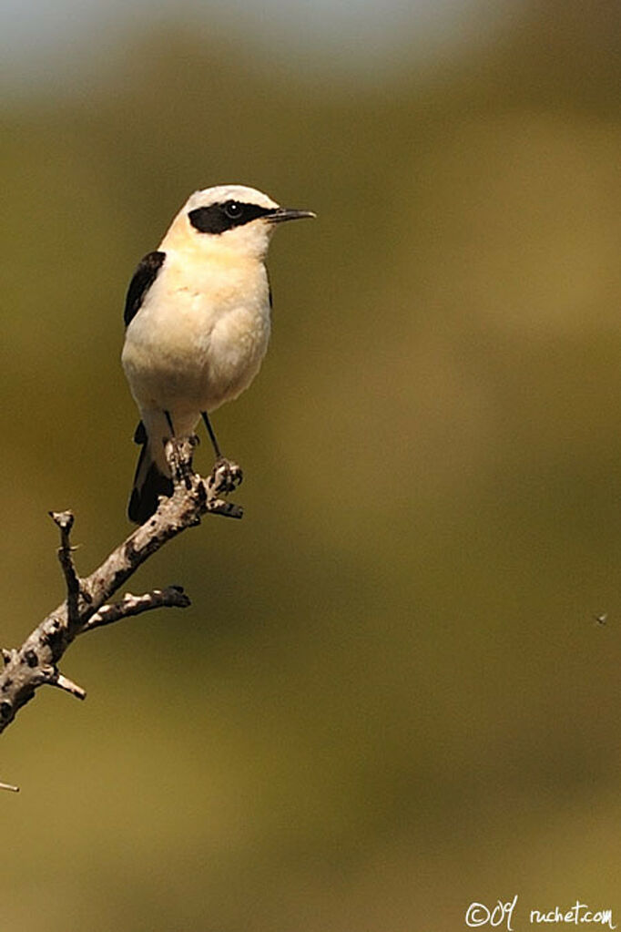 Black-eared Wheatear, identification