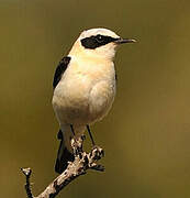 Western Black-eared Wheatear