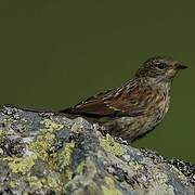 Dunnock