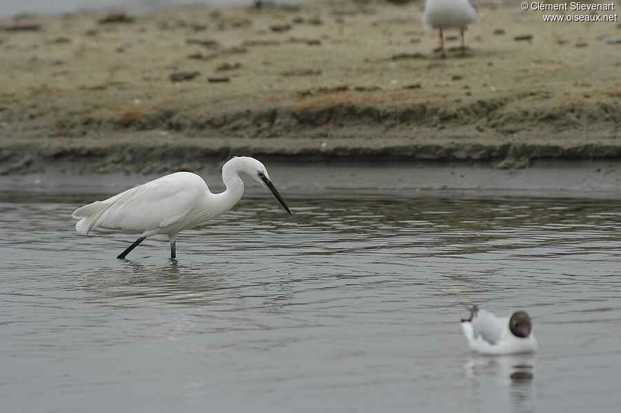 Aigrette garzette