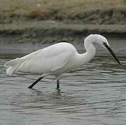 Aigrette garzette