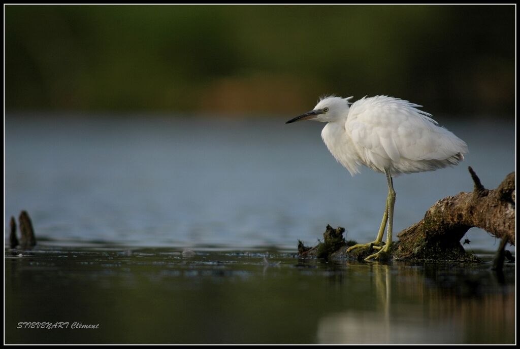 Little Egret