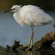 Little Egret