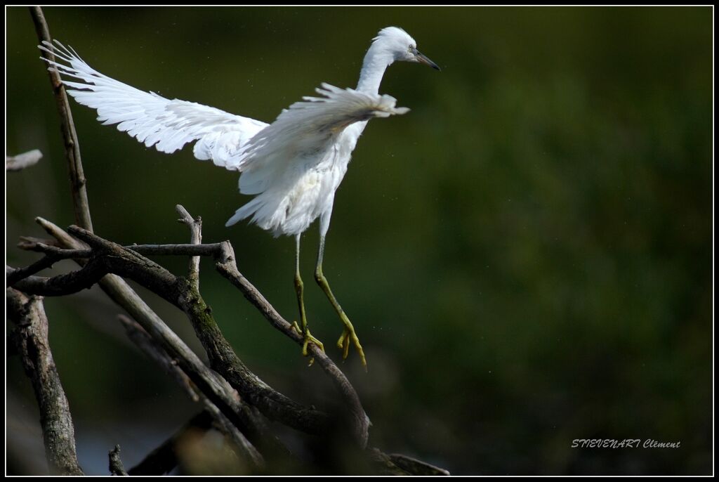 Little EgretFirst year