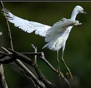 Little Egret