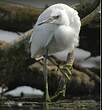 Aigrette garzette