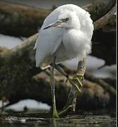 Little Egret