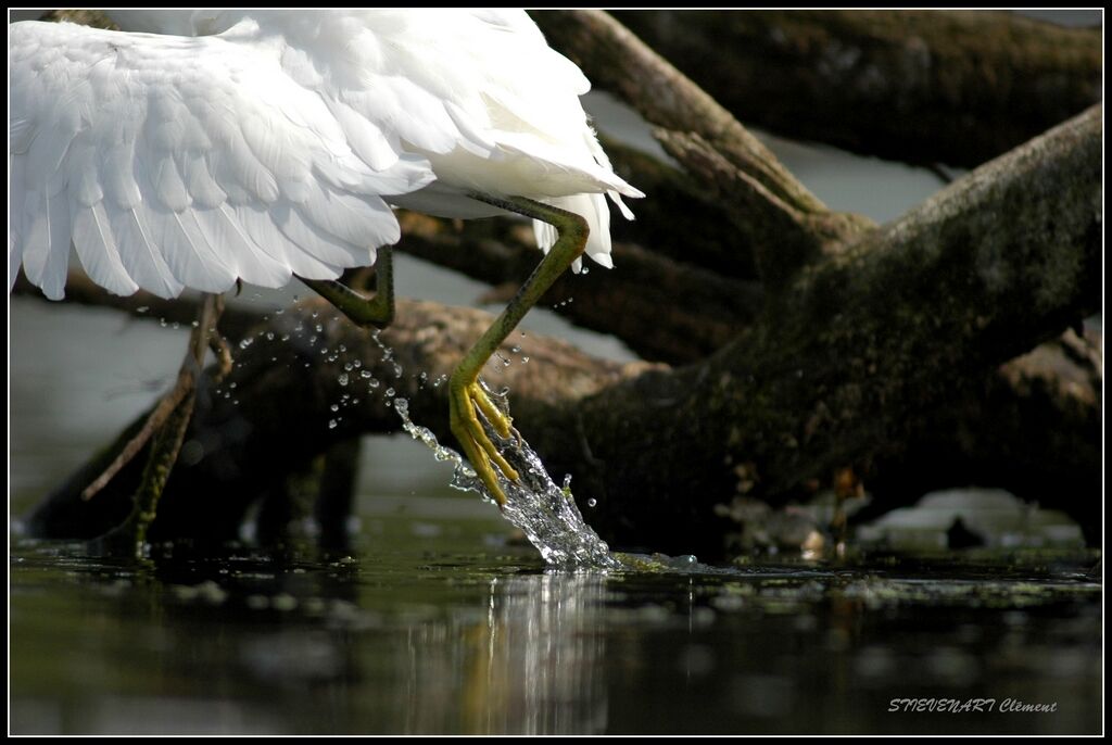 Little EgretFirst year