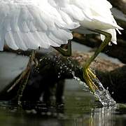 Little Egret