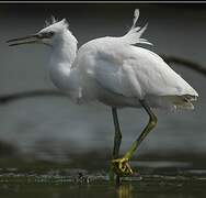 Aigrette garzette