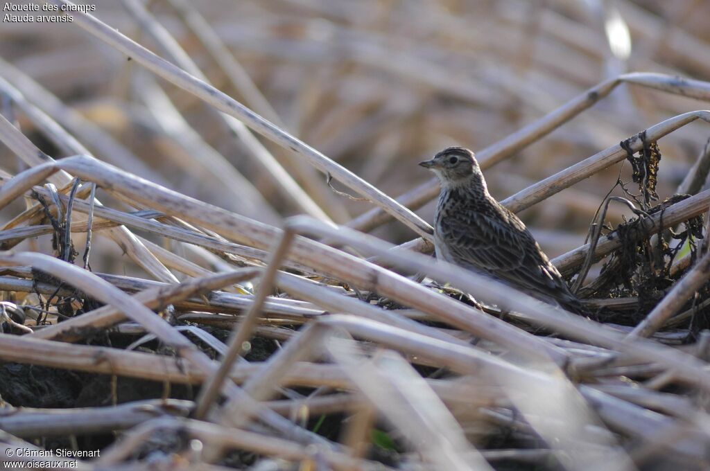 Eurasian Skylark