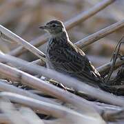 Eurasian Skylark