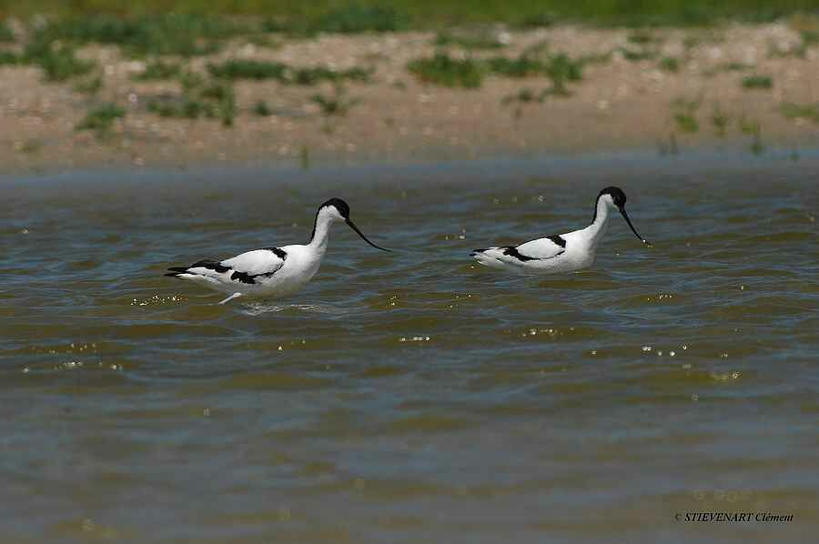 Pied Avocet