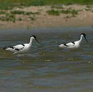 Avocette élégante