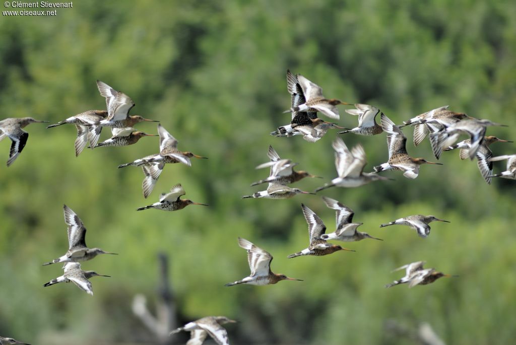 Black-tailed Godwit, Flight