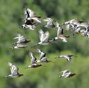 Black-tailed Godwit