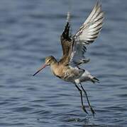 Black-tailed Godwit