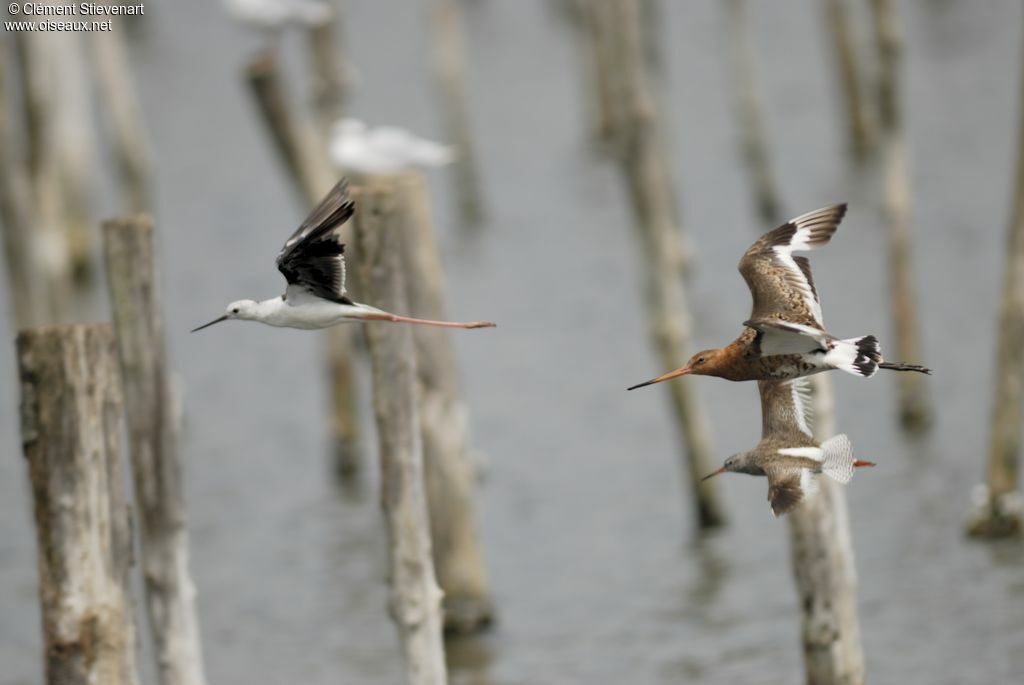 Black-tailed Godwit