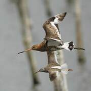 Black-tailed Godwit