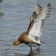 Black-tailed Godwit