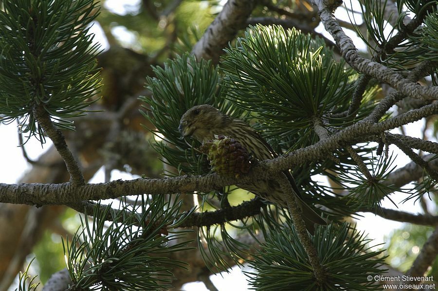 Bec-croisé des sapins