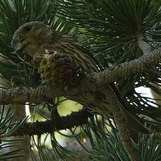 Bec-croisé des sapins