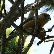 Red Crossbill