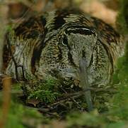 Eurasian Woodcock