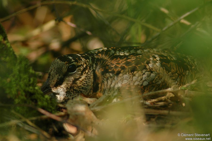 Eurasian Woodcock