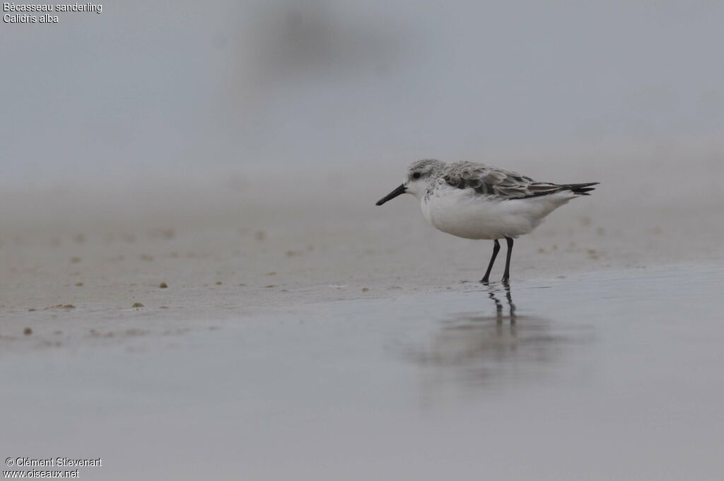 Sanderling