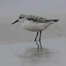 Bécasseau sanderling