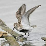 Dunlin