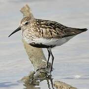 Dunlin