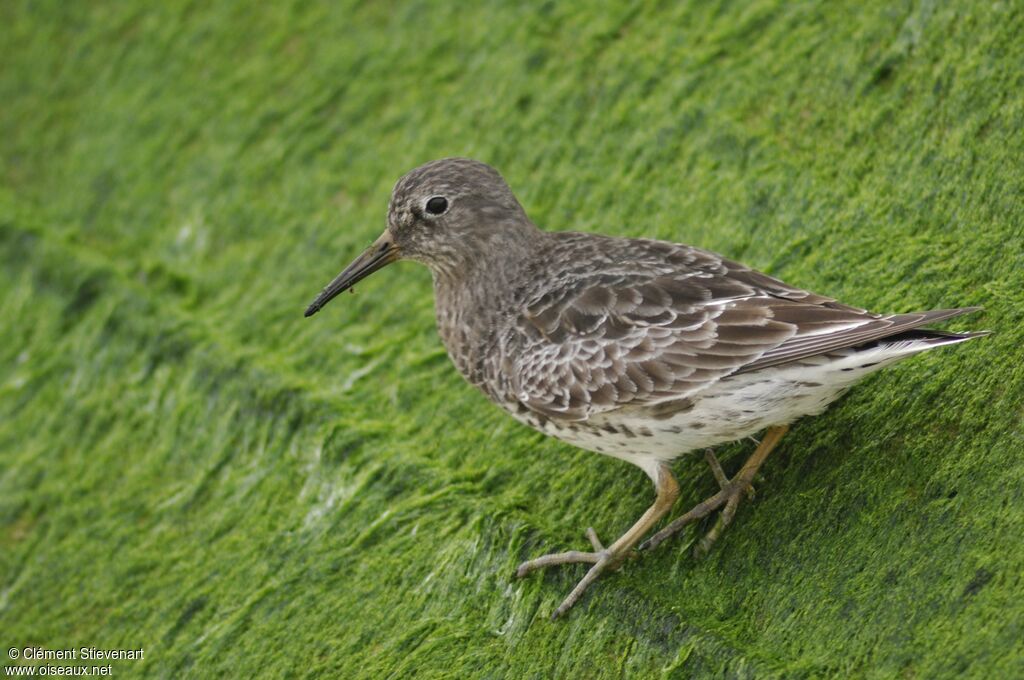 Purple Sandpiper