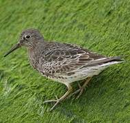 Purple Sandpiper