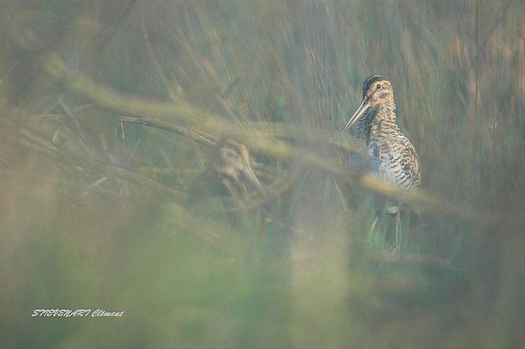 Common Snipe