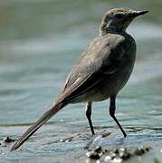 White Wagtail