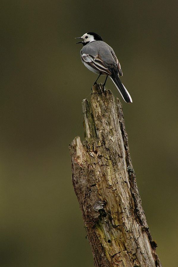 White Wagtail