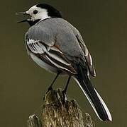 White Wagtail