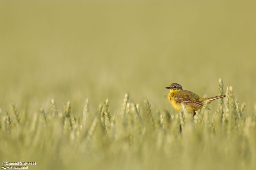 Western Yellow Wagtail