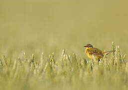 Western Yellow Wagtail