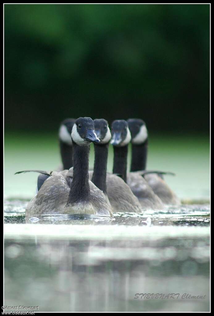 Canada Goosejuvenile