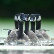 Canada Goose