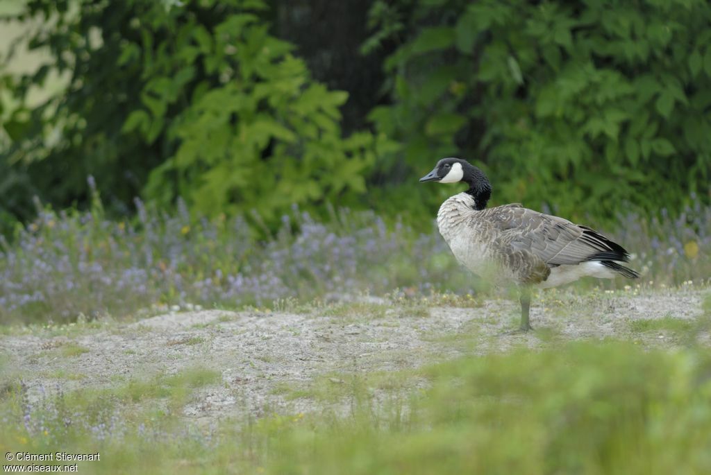 Canada Goose