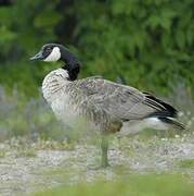 Canada Goose